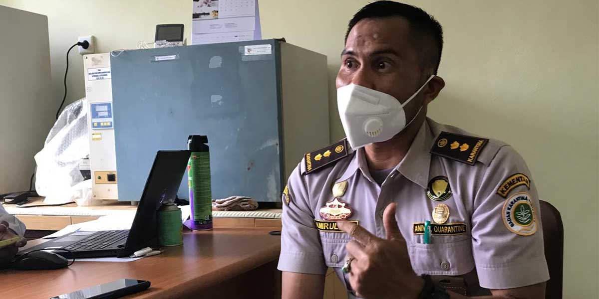 ayam-hidup-sampai-bibit-pisang-dilarang-masuk-timika